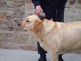 LABRADOR - BROSSAGE 071